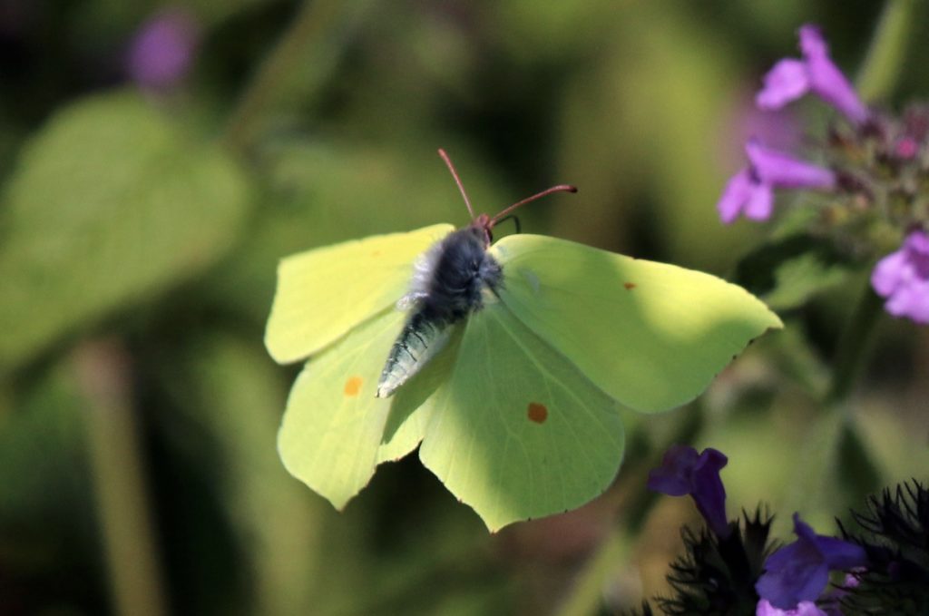 Brimstone Butterfly