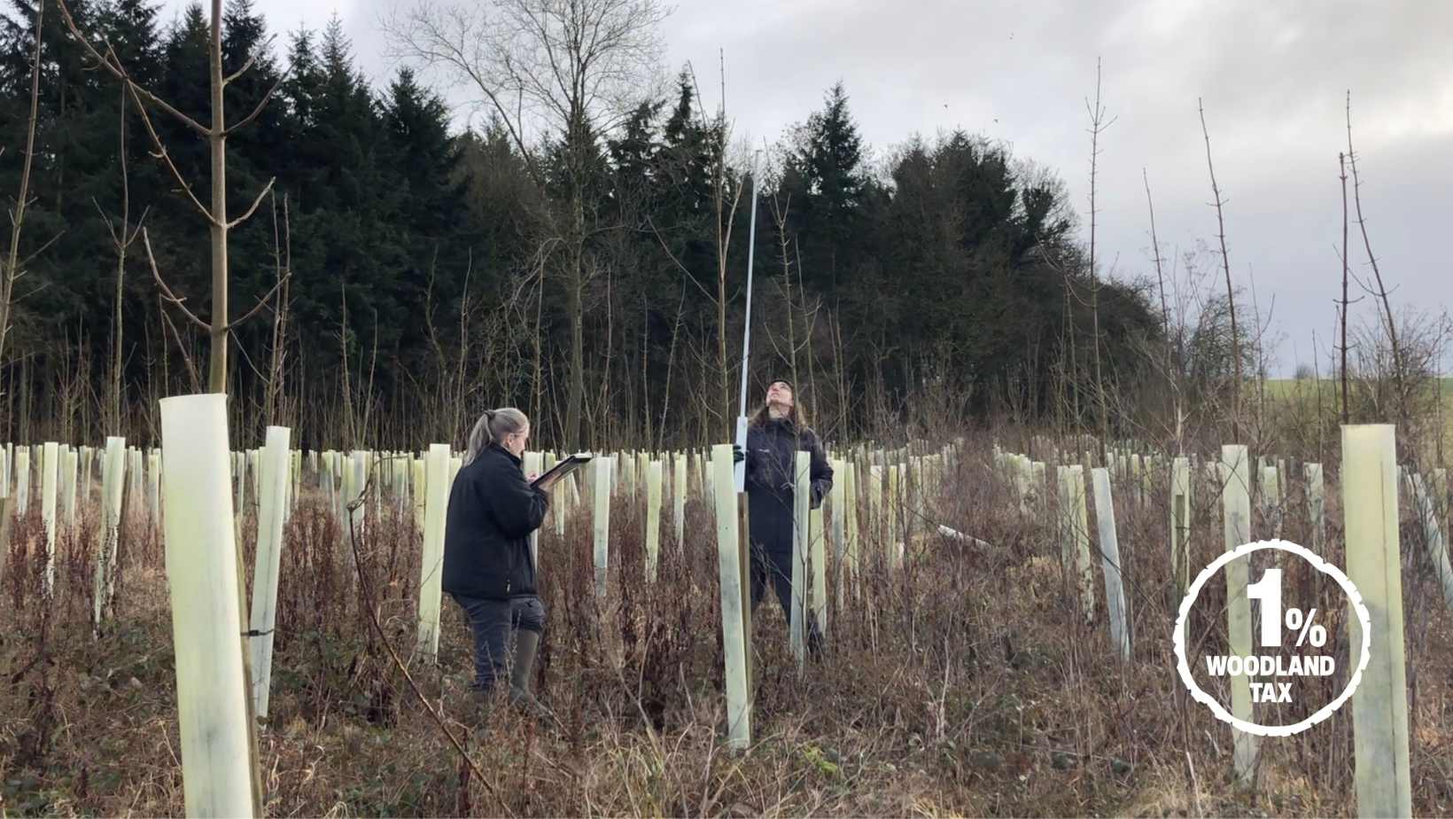 How sycamore progeny trials can help future forests 