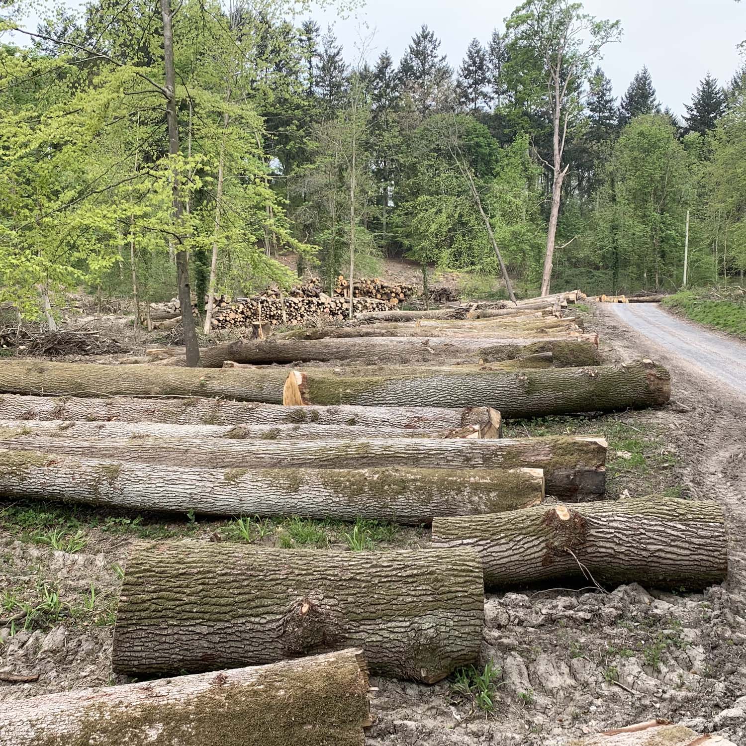 Oak Logs at West Dean Woodlands