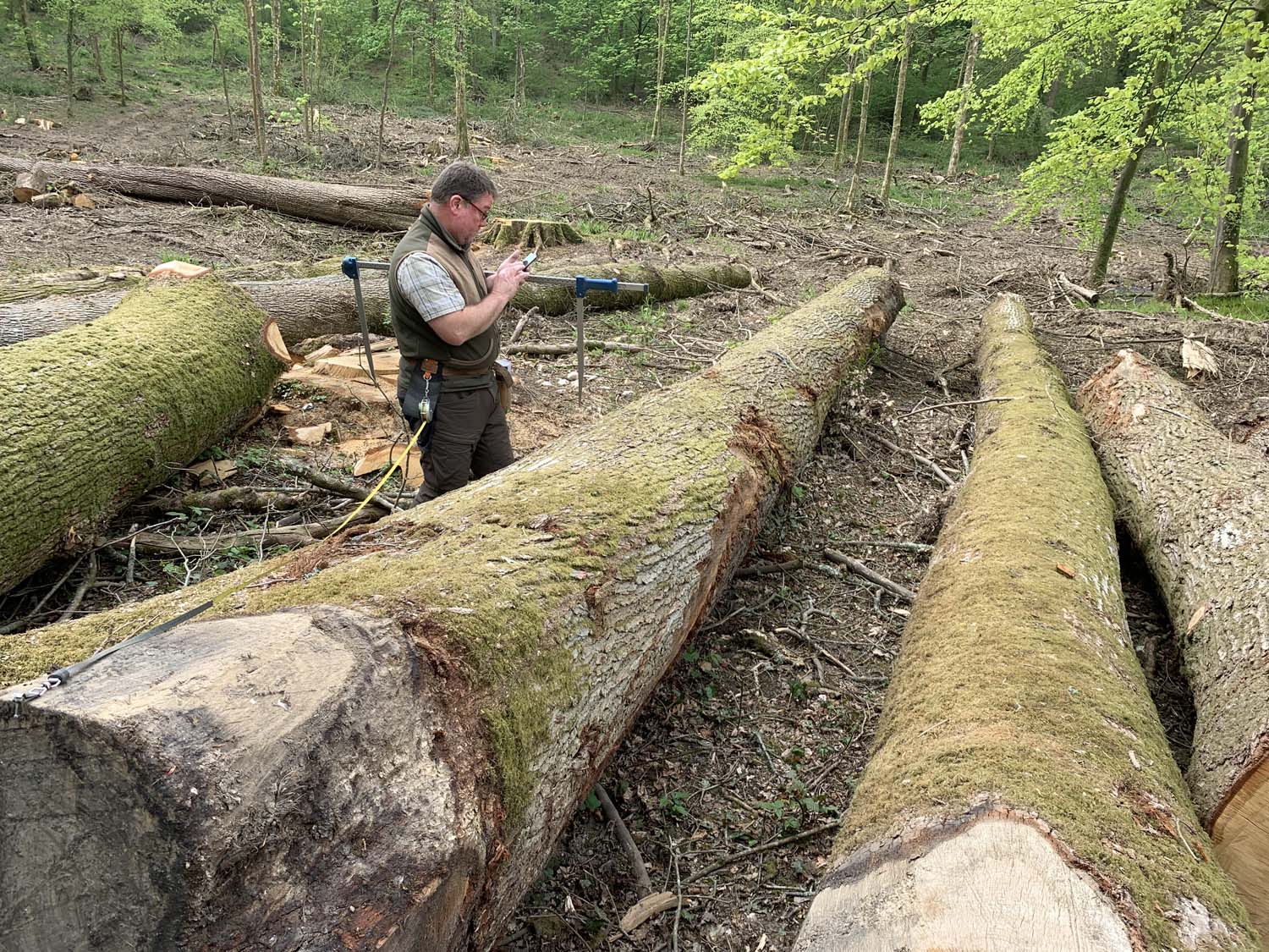 Oak Logs at West Dean