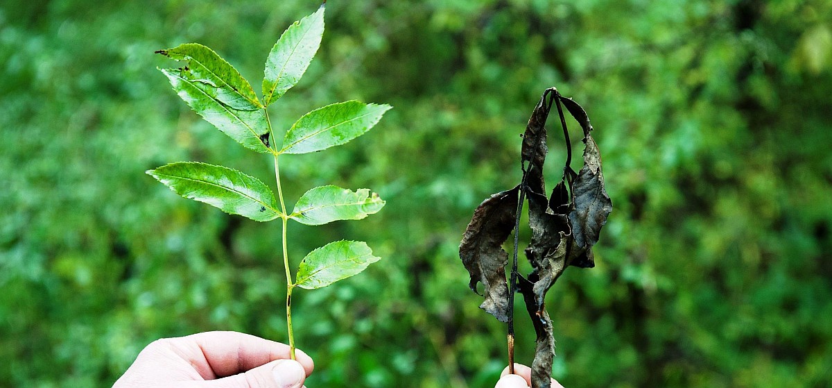 Ash dieback