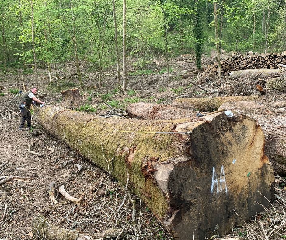 Measuring AA Oak Logs