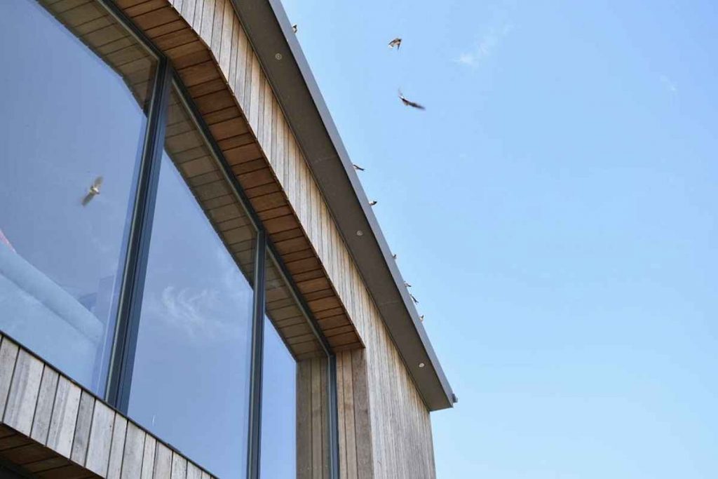 Swallows return to Devon barn conversion