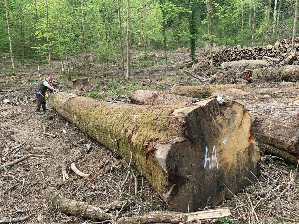 AA Oak logs