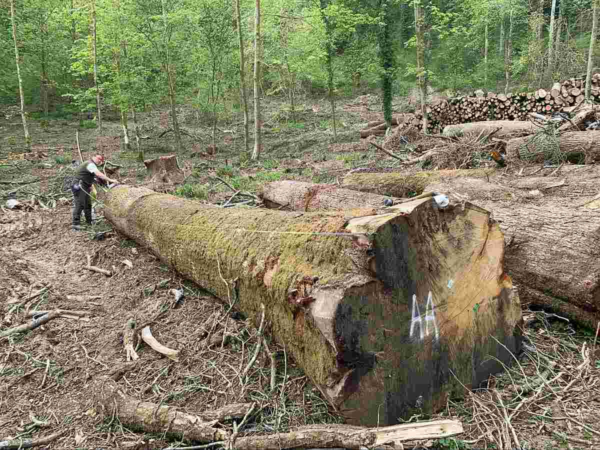 Amazing Oak Logs