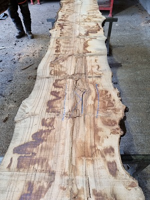 Sweet Chestnut Tag 03561