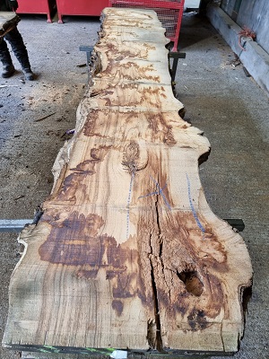 Sweet Chestnut Tag 03561