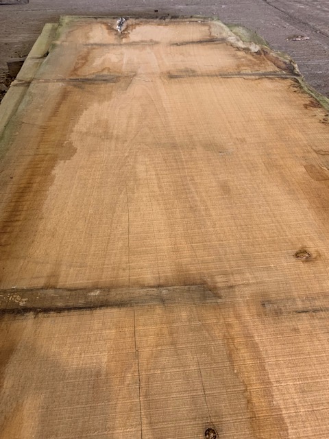 Cedar of Lebanon 03044