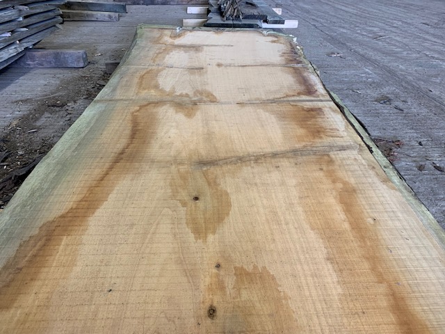 Cedar of Lebanon 03045