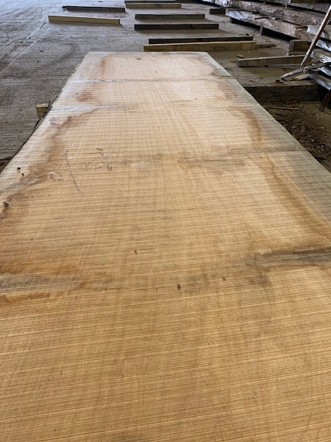Cedar of Lebanon 03046