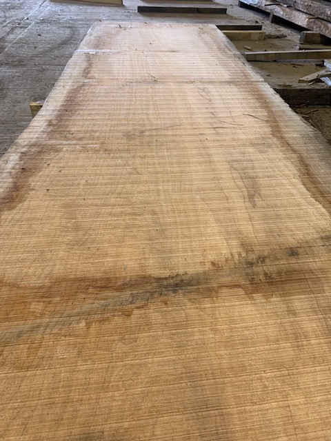 Cedar of Lebanon 03049