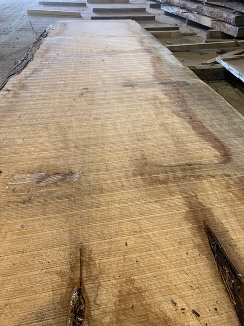 Cedar of Lebanon 03050