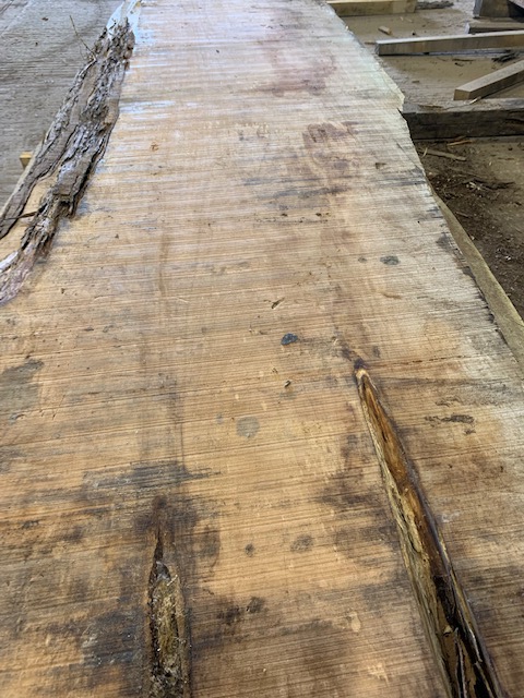 Cedar of Lebanon 03051