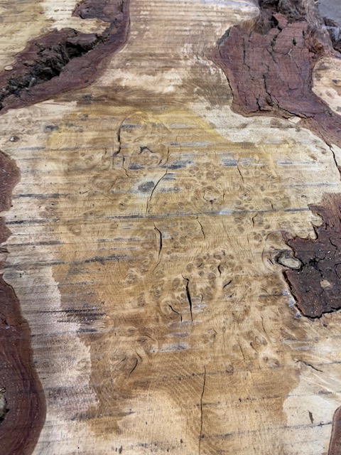 Burr Oak 03066