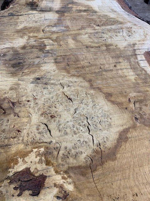Burr Oak 03066