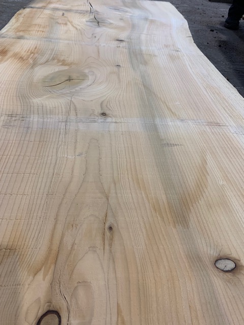Cedar of Lebanon 03076