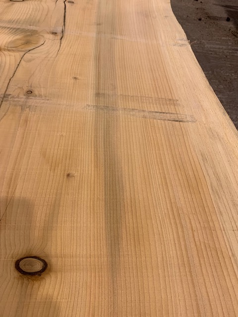 Cedar of Lebanon 03077