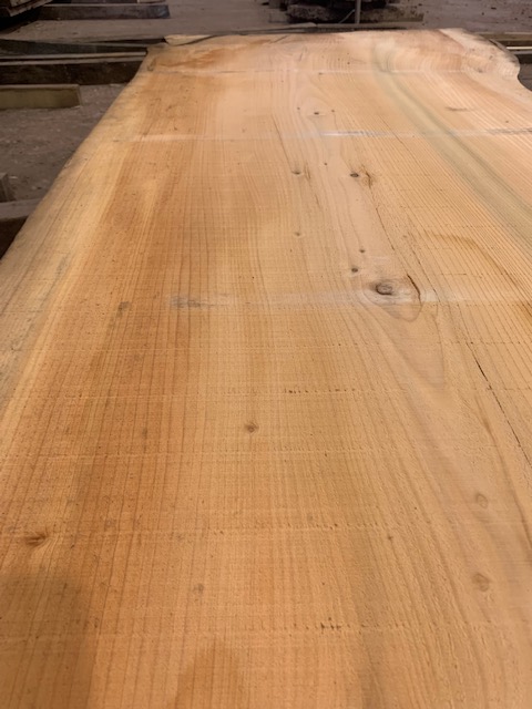 Cedar of Lebanon 03079