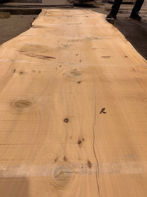 Cedar of Lebanon 03080