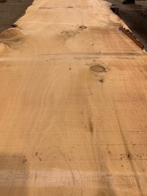 Cedar of Lebanon 03245