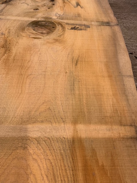 Cedar of Lebanon 03251