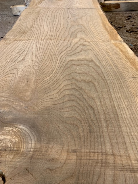 Elm board 03281