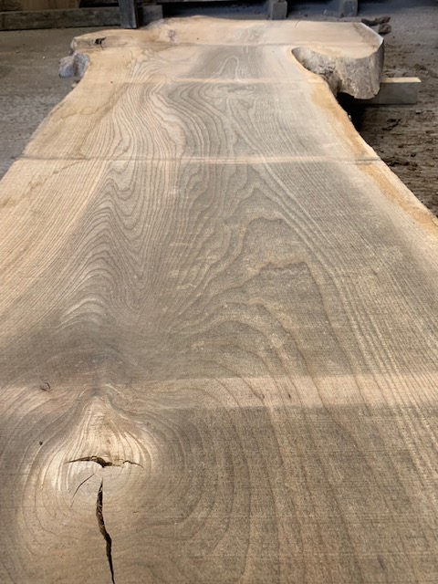 Elm 03282
