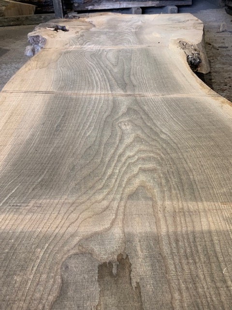 Elm 03283