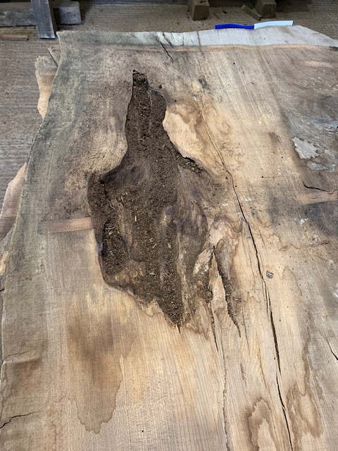 Elm 03288