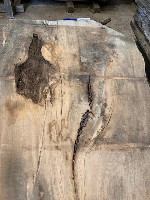Elm 03288