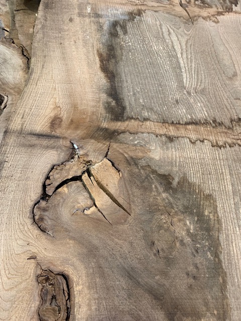 Elm 03289