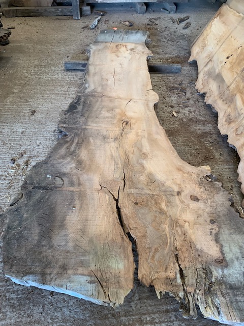 Elm 03304