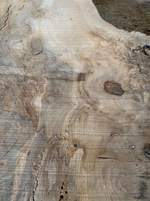 Elm 03304
