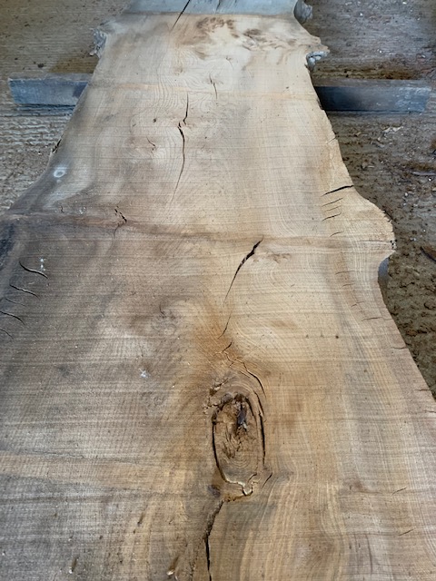Elm 03304