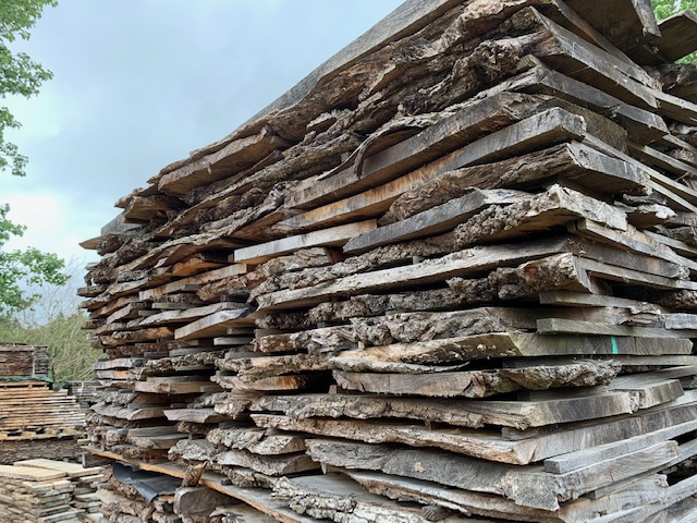 Burr Oak