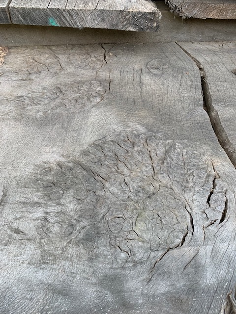 Burr Oak