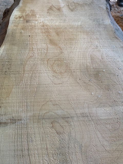 Cedar of Lebanon 03318