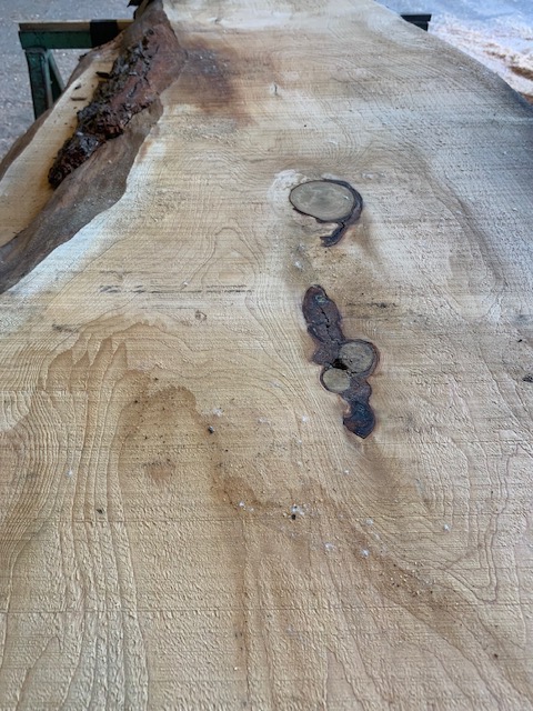 Cedar of Lebanon 03319