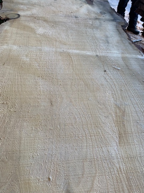 Cedar of Lebanon 03320
