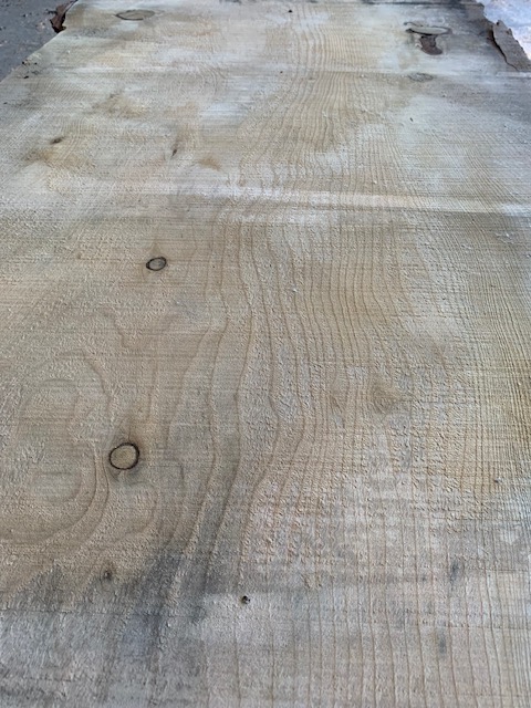 Cedar of Lebanon 03521