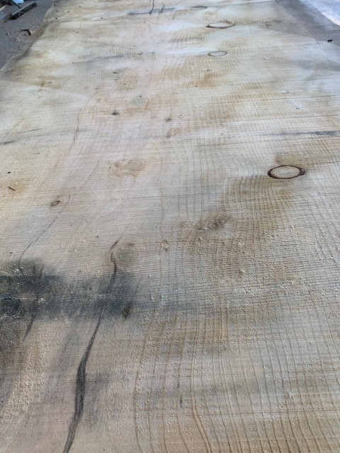 Cedar of Lebanon 03522