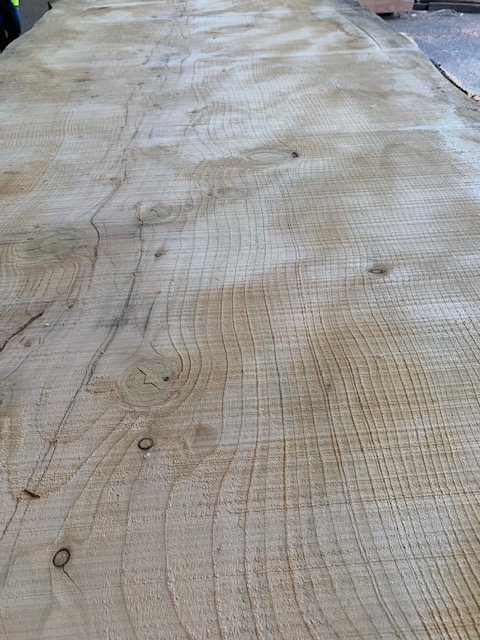 Cedar of Lebanon 03523