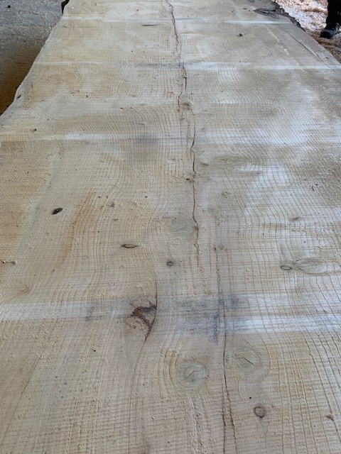 Cedar of Lebanon 03524