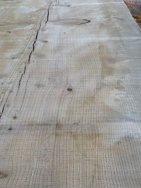Cedar of Lebanon 03525