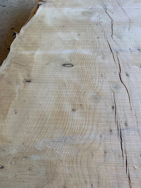 Cedar of Lebanon 03526