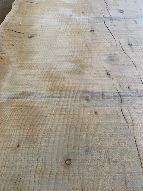 Cedar of Lebanon 03527