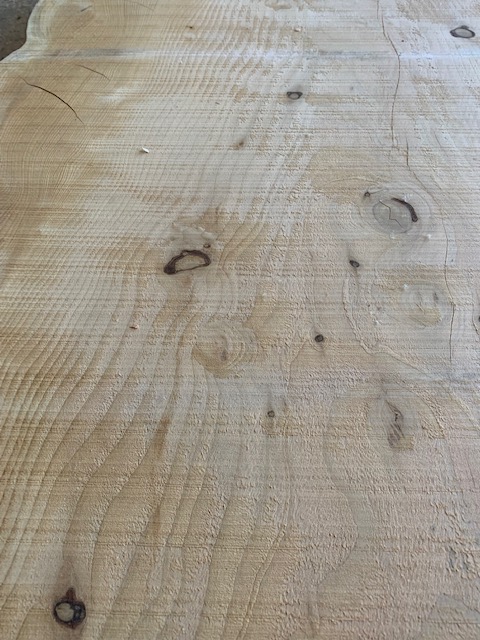 Cedar of Lebanon 03528