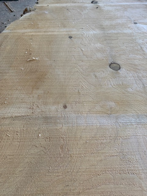 Cedar of Lebanon 035219