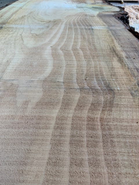 Cedar of Lebanon 03531