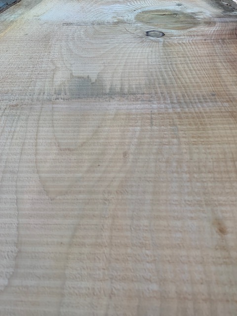 Cedar of Lebanon 03533